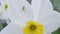 Jonquil narcissus daffodils Ð½Ð°Ñ€Ñ†Ð¸ÑÑ Ð¿Ð¾Ð»ÐµÐ²Ð¾Ð¹ spider